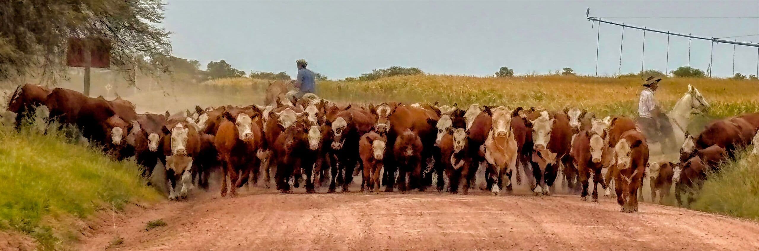 Cattle on the estancia at Río Mate Lodge