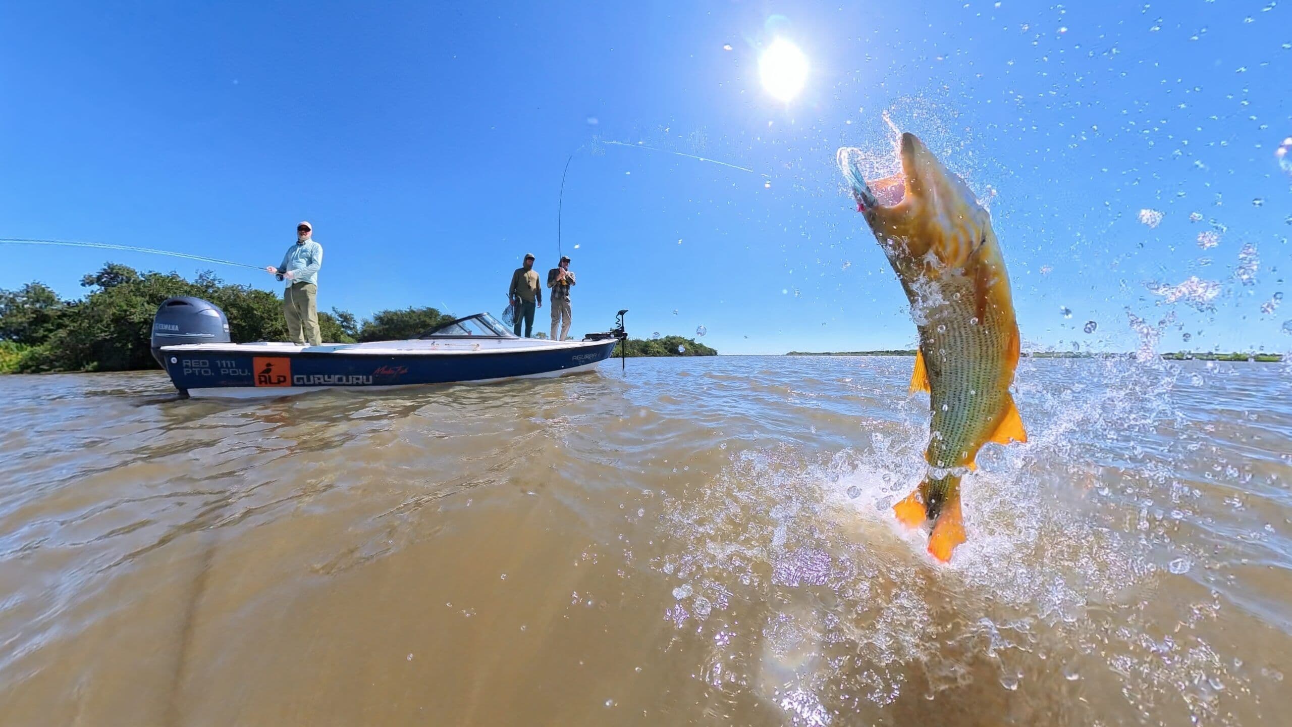 Golden Dorado jumping on the Río Uruguay